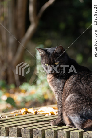 一隻流浪貓坐著，凝視著 138388224
