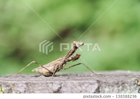 Kokamakiri 138388236