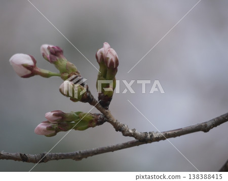 Somei Yoshino cherry blossom buds Somei Yoshino cherry blossom buds 138388415