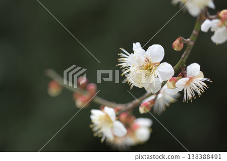 White plum blossoms blooming in search of spring White plum blossoms blooming in search of spring 138388491