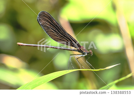 Hagro Dragonfly(女) Hagro Dragonfly(女) 138388553