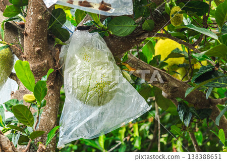 Jackfruit wrapped in protective plastic bag on tree, tropical farming method to protect fruit from pests and insects Jackfruit wrapped in protective plastic bag on tree, tropical farming method to protect fruit from pests and insects 138388651