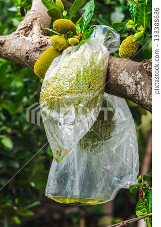 Jackfruit protected with plastic bag on tree branch, tropical farming method and pest control concept on Koh Samui island Jackfruit protected with plastic bag on tree branch, tropical farming method and pest control concept on Koh Samui island 138388686