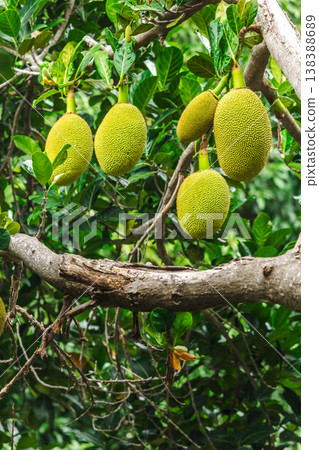 Jackfruit fruits hanging on tree branch in tropical garden, organic agriculture and exotic fruit growing concept 138388689