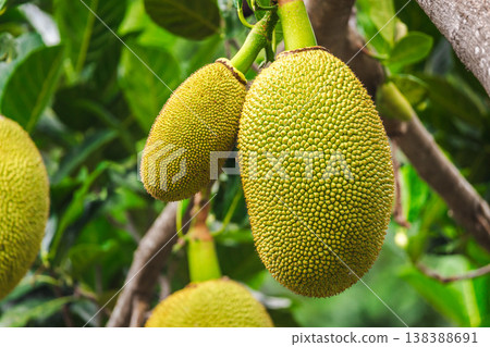 Close up of ripe jackfruit growing on tree branch in tropical garden, exotic fruit texture and organic agriculture concept Close up of ripe jackfruit growing on tree branch in tropical garden, exotic fruit texture and organic agriculture concept 138388691