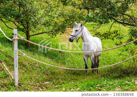 White horse standing behind rope fence in lush green tropical garden, calm domestic animal in rural outdoor environment with trees and grass White horse standing behind rope fence in lush green tropical garden, calm domestic animal in rural outdoor environment with trees and grass 138388698