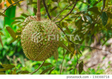 Durian fruit hanging on tree branch in tropical garden with green foliage, fresh exotic fruit growing in natural environment, Southeast Asia agriculture Durian fruit hanging on tree branch in tropical garden with green foliage, fresh exotic fruit growing in natural environment, Southeast Asia agriculture 138388718