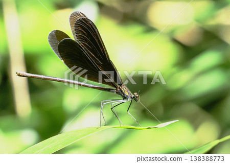 Hagro Dragonfly(女) Hagro Dragonfly(女) 138388773