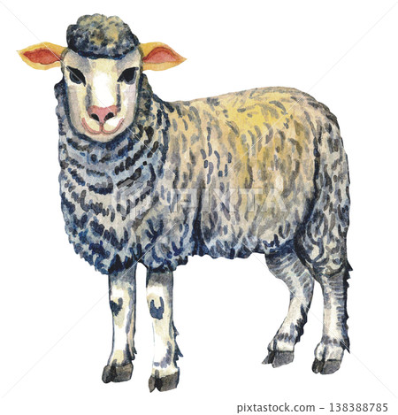 Sheep Illustration Farm Livestock Animal Sheep Illustration Farm Livestock Animal 138388785