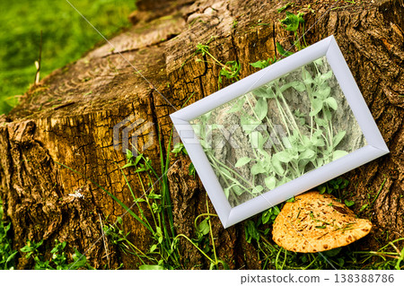 Ecology. Take care of your planet Earth. Old stump and diseased plants 138388786