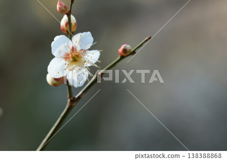 白色的梅花,仍處於未開放的花苞狀態。 白色的梅花,仍處於未開放的花苞狀態。 138388868