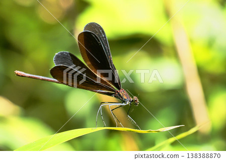 Hagro Dragonfly(女) Hagro Dragonfly(女) 138388870