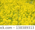 I found some rapeseed flowers! 138389313