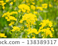 Rapeseed field 138389317