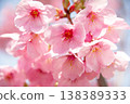 Kawazu cherry blossoms illuminated by spring sunlight 138389333