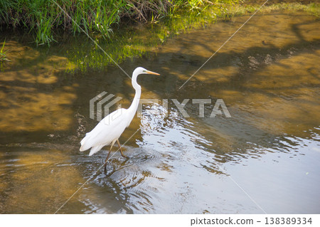 在Shirajiri河中搜索誘餌 138389334