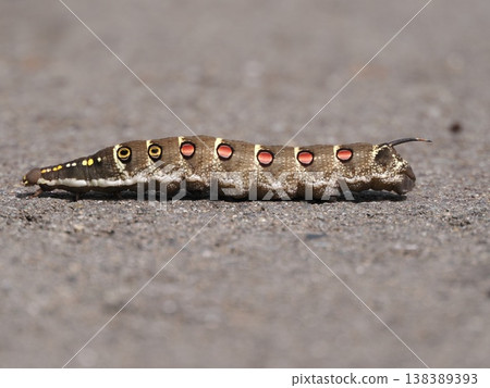 一隻條紋天蛾正在過馬路。 138389393