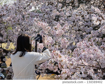 A woman photographs cherry blossoms in full bloom with a single-lens reflex camera; photography and spring park scenery. 138389402