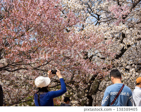 People taking pictures of cherry blossoms in full bloom; a spring scene enveloped in pink flowers. People taking pictures of cherry blossoms in full bloom; a spring scene enveloped in pink flowers. 138389405