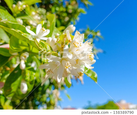 Orange Blossom Flower Against Blue Sky Orange Blossom Flower Against Blue Sky 138389790