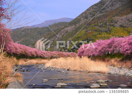Kawazu cherry blossoms in Kawazu town, Izu Kawazu cherry blossoms in Kawazu town, Izu 138389885
