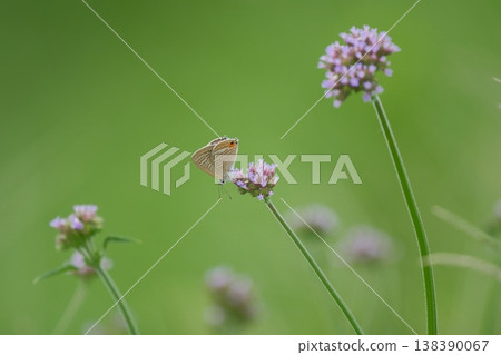 A Common Blue butterfly on a pink flower. A Common Blue butterfly on a pink flower. 138390067