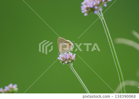 A Common Blue butterfly on a pink flower. A Common Blue butterfly on a pink flower. 138390068