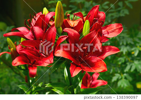 Nice gardening.Bright red Asiatic Terry Lily Pura Amor 138390097