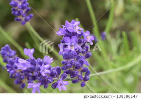 English lavender English lavender 138390147