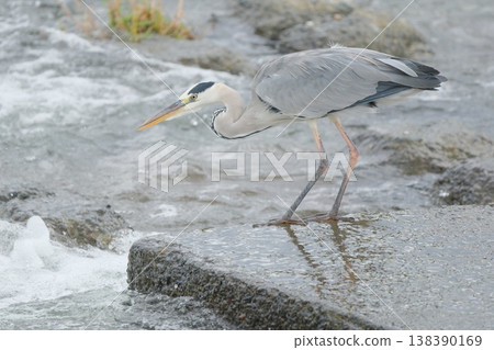 Heron aiming for prey Heron aiming for prey 138390169