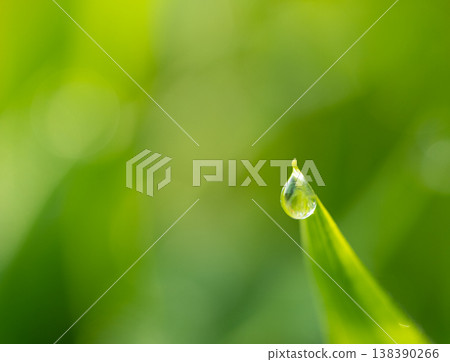 Wet leaves 138390266