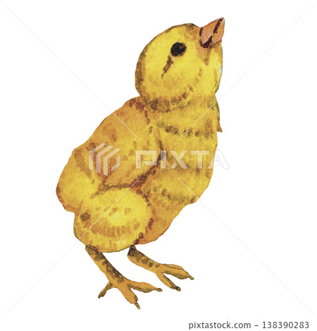 Chick Illustration  Baby Chicken 138390283