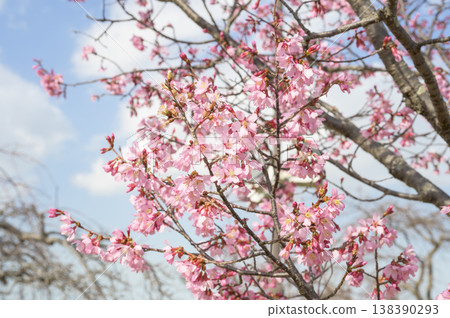 A cherry tree named Miyabi A cherry tree named Miyabi 138390293