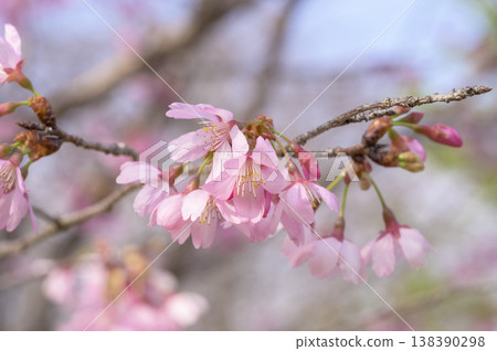 A cherry tree named Miyabi 138390298