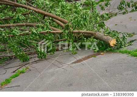 Whether cleaning of fallen broken trees felled after storm 138390300