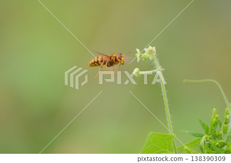 Yellowjacket flying 138390309