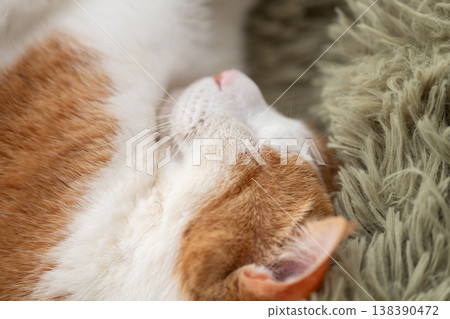 Sleeping cat brown tiger white Sleeping cat brown tiger white 138390472
