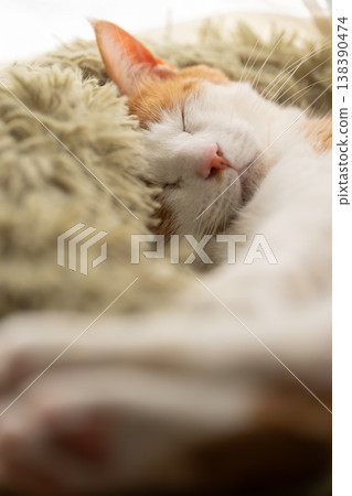 睡貓棕虎白 睡貓棕虎白 138390474