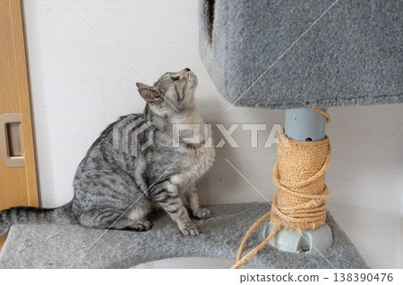 A cute tabby cat playing on a cat tower. A cute tabby cat playing on a cat tower. 138390476