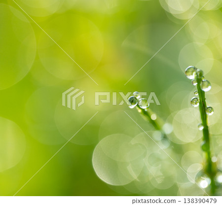 植物在晨露中閃閃發光 138390479
