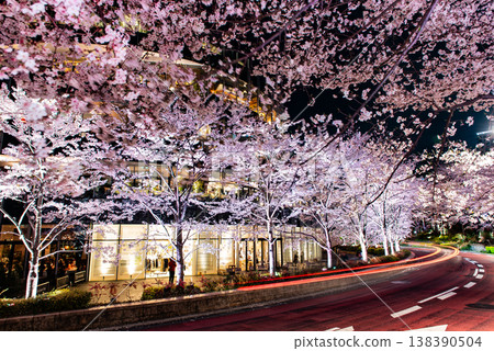 Night Cherry Blossoms ~Tokyo, Tokyo Midtown, Part 3~ Night Cherry Blossoms ~Tokyo, Tokyo Midtown, Part 3~ 138390504