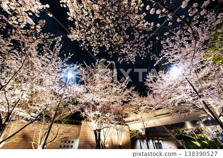 Night Cherry Blossoms ~Tokyo, Ark Hills Akasaka, Part 3~ 138390527