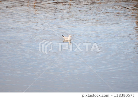 海鷗在波光粼粼的水面上游弋的景象。 海鷗在波光粼粼的水面上游弋的景象。 138390575