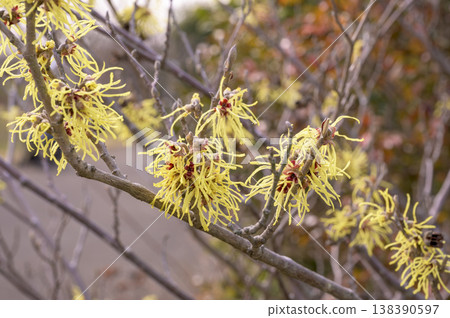 Witch hazel 138390597