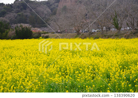 Rapeseed field in Minamiizu-cho Rapeseed field in Minamiizu-cho 138390620