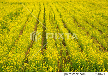 Rapeseed field in Minamiizu-cho Rapeseed field in Minamiizu-cho 138390621
