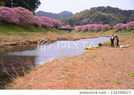 Kawazu Sakura in Minamiizu Town Kawazu Sakura in Minamiizu Town 138390623
