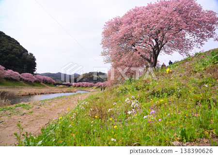 Kawazu Sakura in Minamiizu Town Kawazu Sakura in Minamiizu Town 138390626