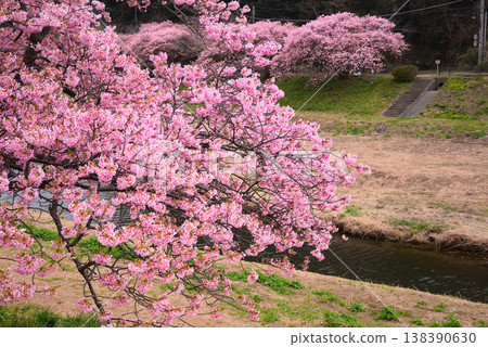 Kawazu Sakura in Minamiizu Town Kawazu Sakura in Minamiizu Town 138390630