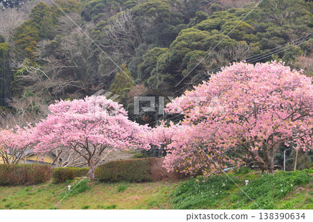 Kawazu Sakura in Minamiizu Town 138390634
